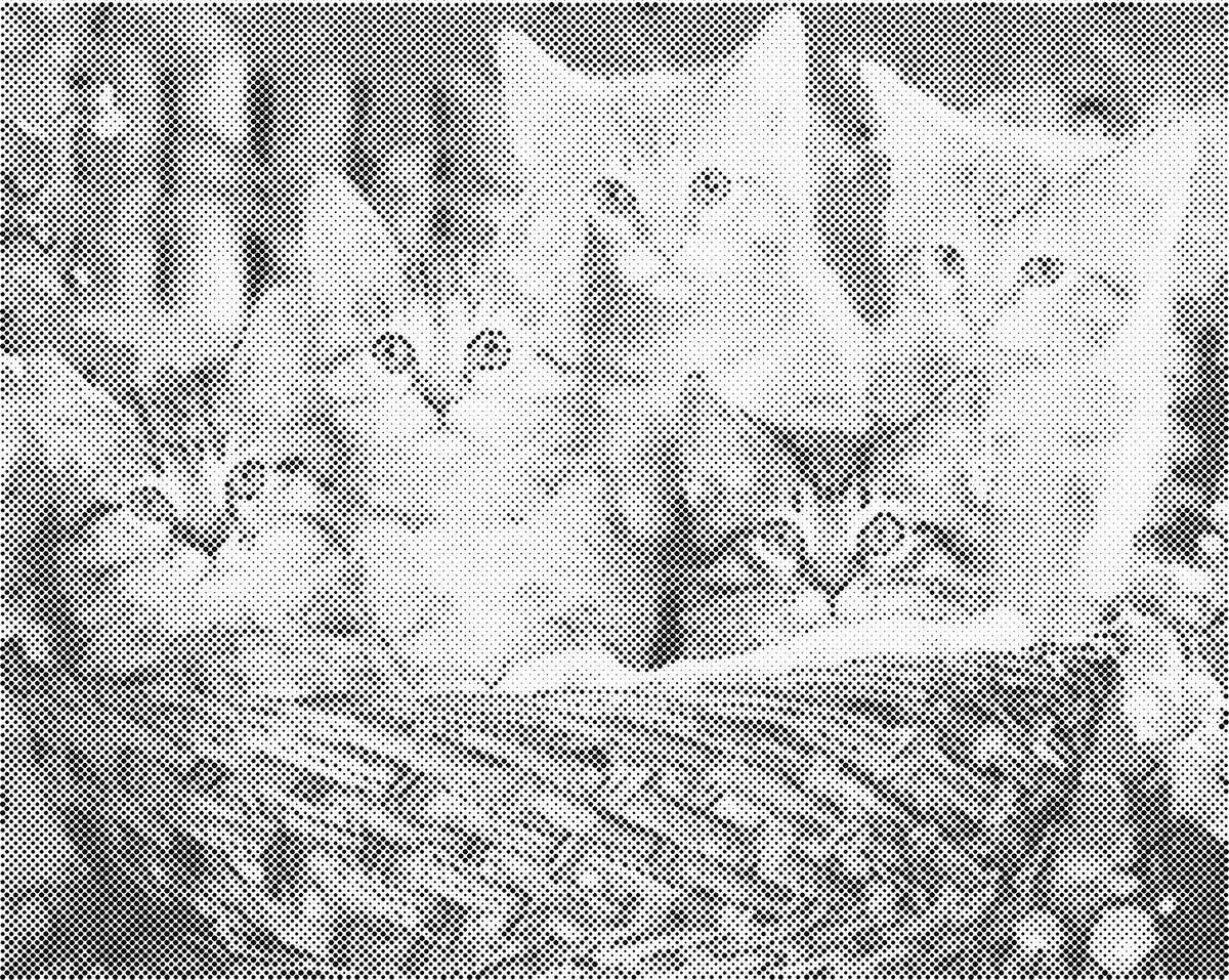 Katten in mand | Dot Painting