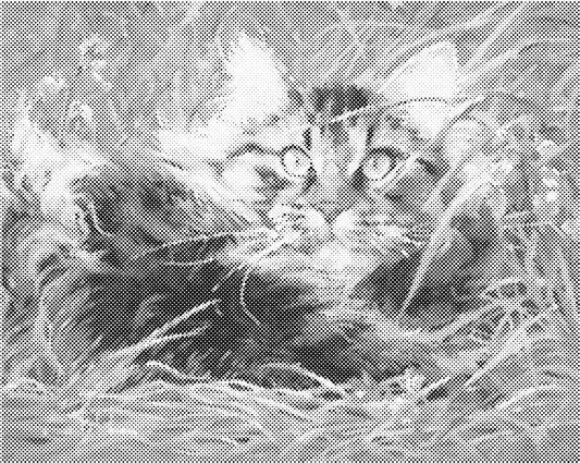 Kat in gras | Dot Painting