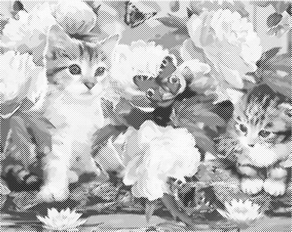 Katten vlinders | Dot Painting