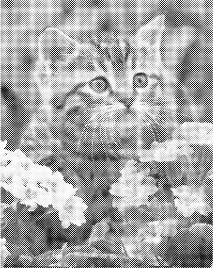 Prachtige kat | Dot Painting