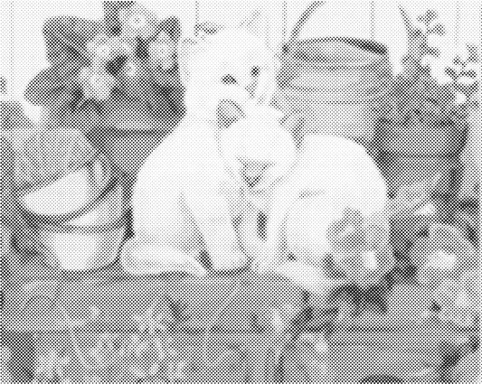 Knuffelde katjes | Dot Painting