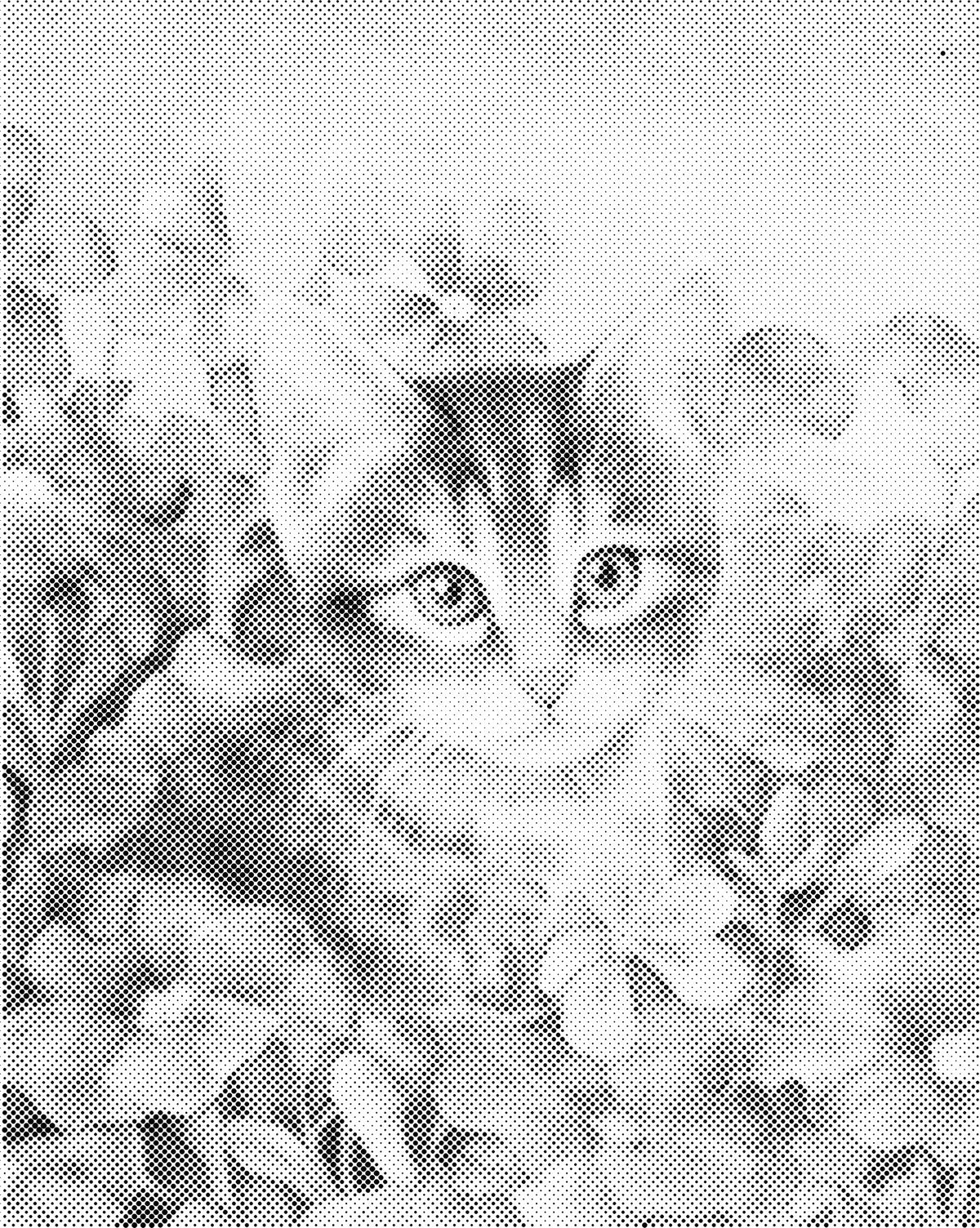 Kat tussen de bloemen | Dot Painting