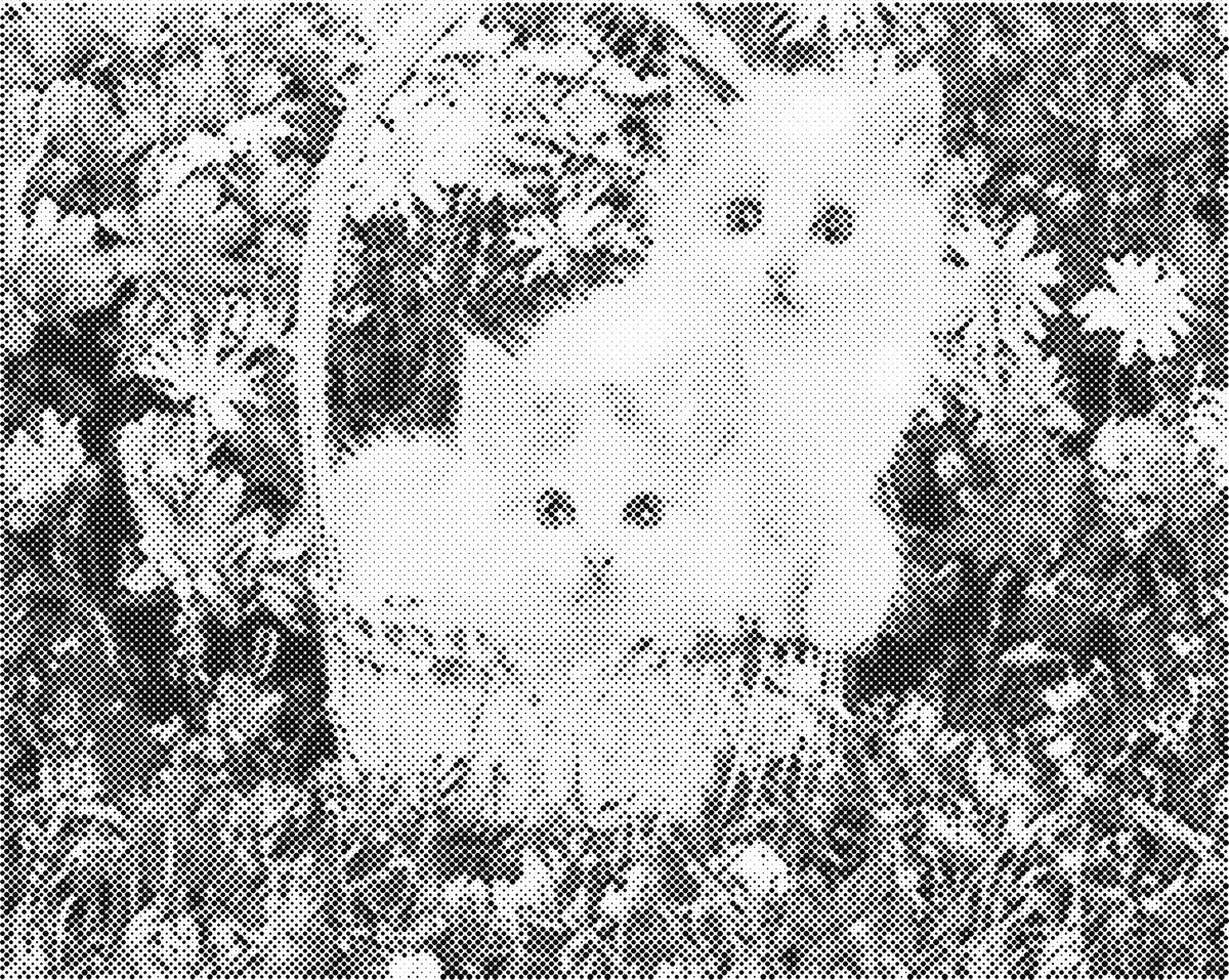 Katten in mand | Dot Painting