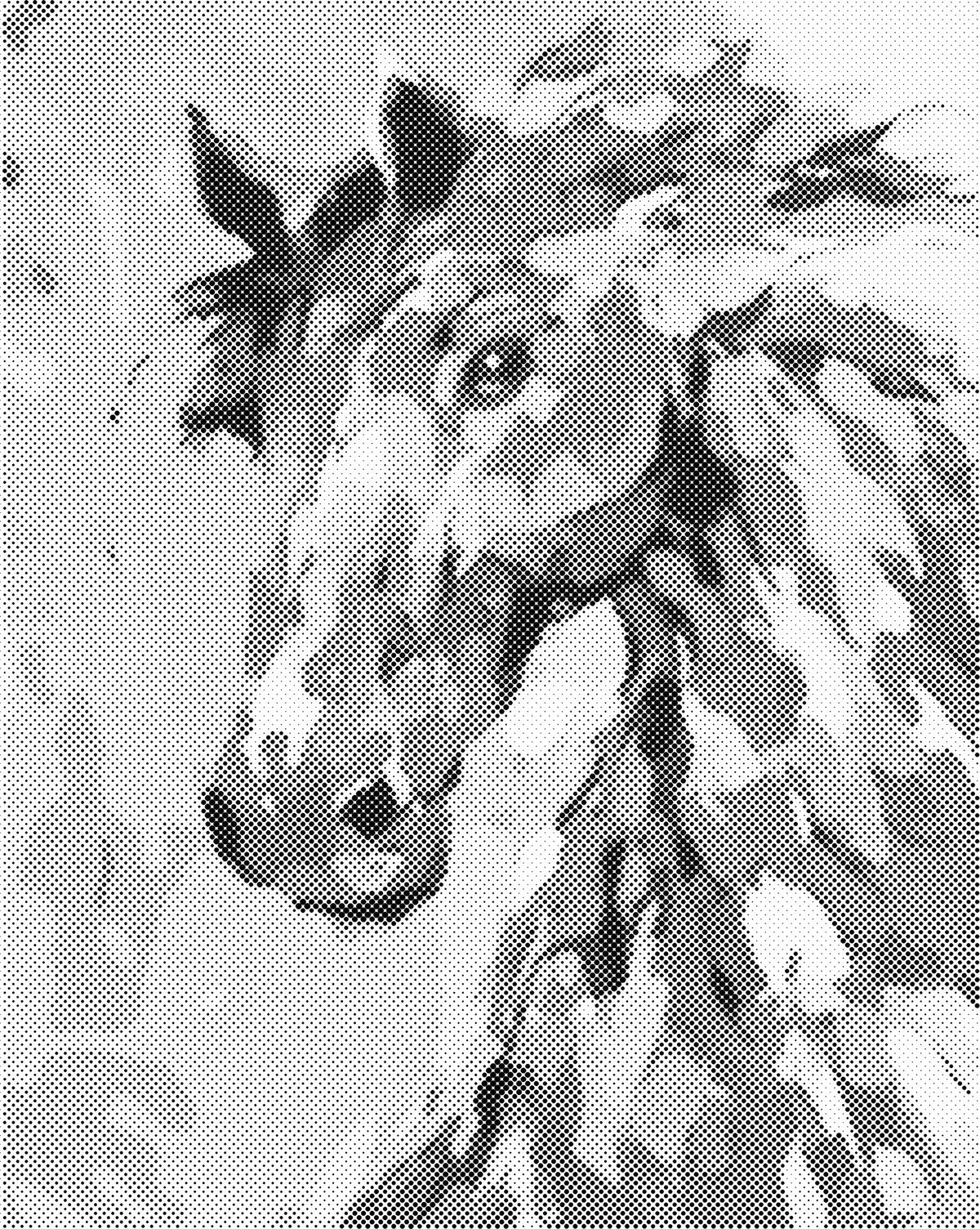 Paard | Dot Painting