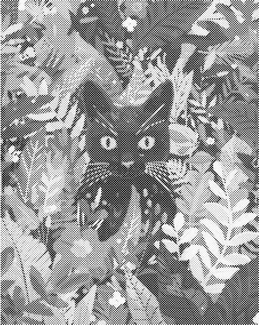 Zwart katje | Dot Painting