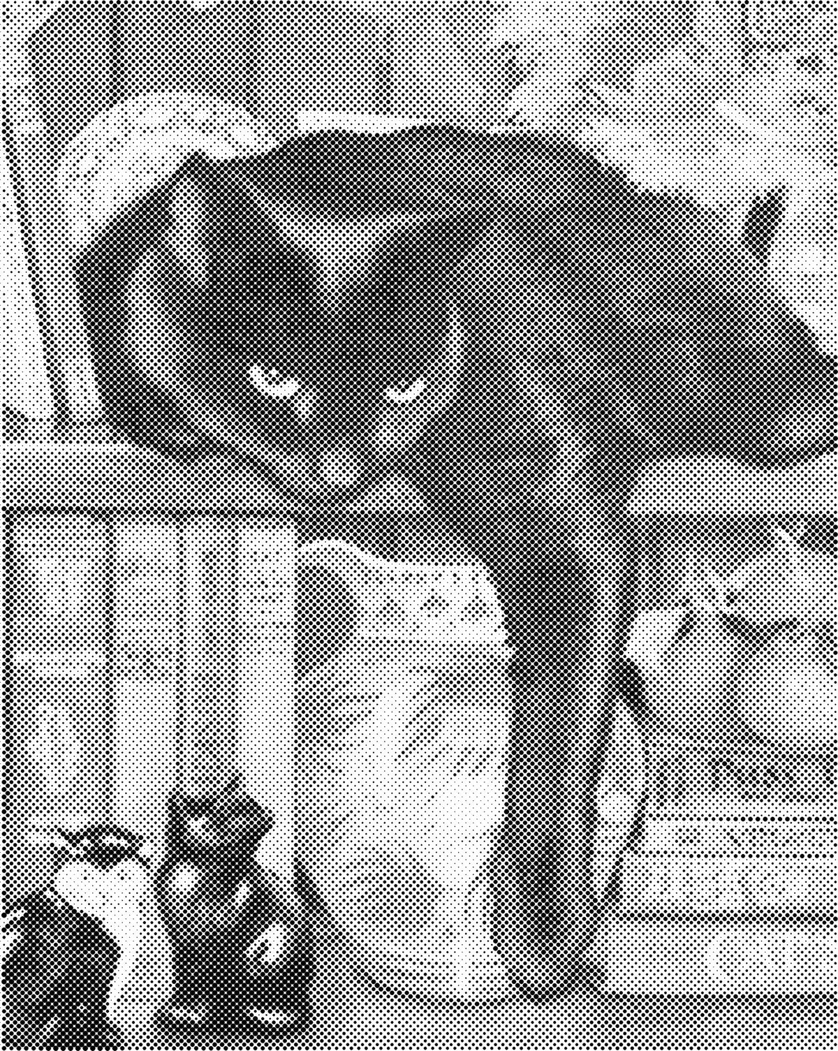 Zwarte kat | Dot Painting