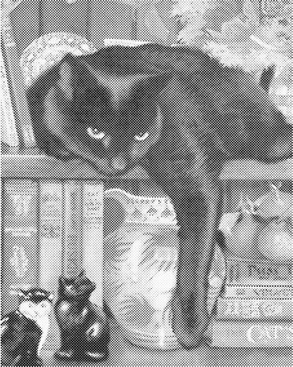 Zwarte kat | Dot Painting