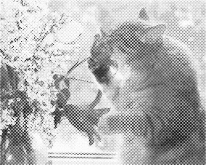 Kat bij boeket | Dot Painting