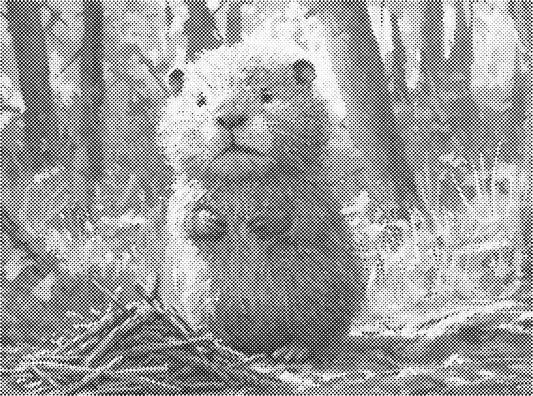Schattig diertje | Dot Painting